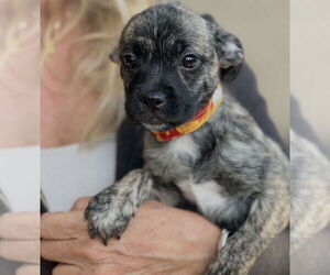 Chihuahua-Unknown Mix Dogs for adoption in Dana Point, CA, USA