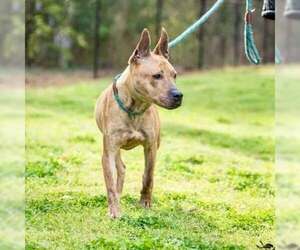 Andrielle - Female Carolina Dog-Plott Hound Mix Dog for Adoption - Photo #3