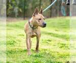 Small #2 Carolina Dog-Plott Hound Mix