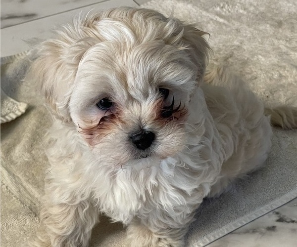 Medium Photo #12 Maltipoo Puppy For Sale in PALMDALE, CA, USA