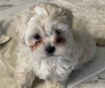 Small #11 Maltipoo