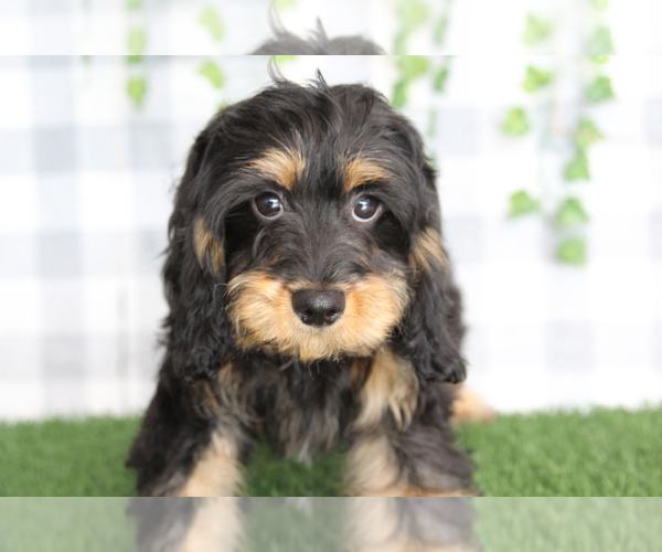 Medium Photo #2 Cavapoo (Miniature) Puppy For Sale in MARIETTA, GA, USA
