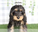 Small #1 Cavapoo (Miniature)