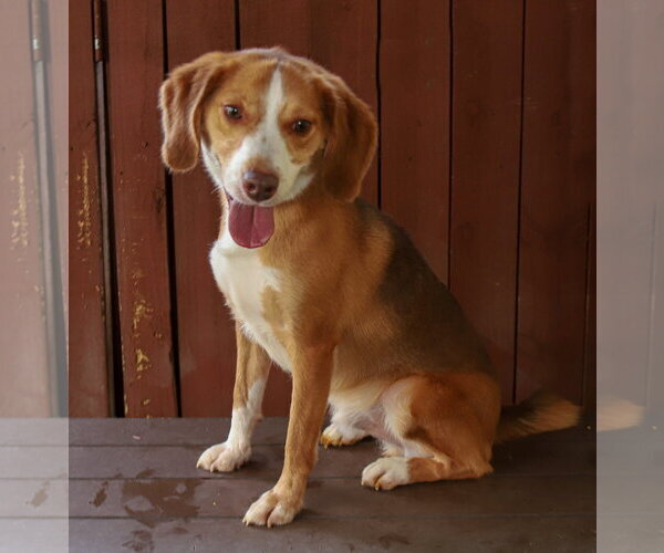 Medium Photo #3 Beagle Puppy For Sale in Oakland Park, FL, USA