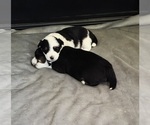 Puppy Puppy 3 Storm Miniature Australian Shepherd