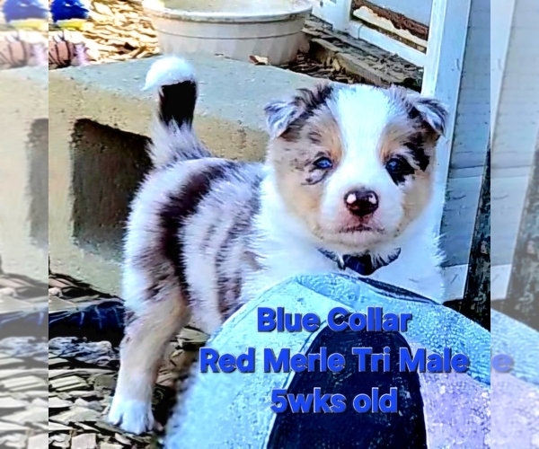 Medium Photo #6 Border Collie Puppy For Sale in BYBEE, TN, USA