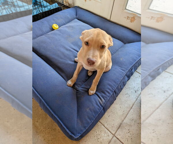 Medium Photo #3 Mountain Cur-Unknown Mix Puppy For Sale in Boston, MA, USA