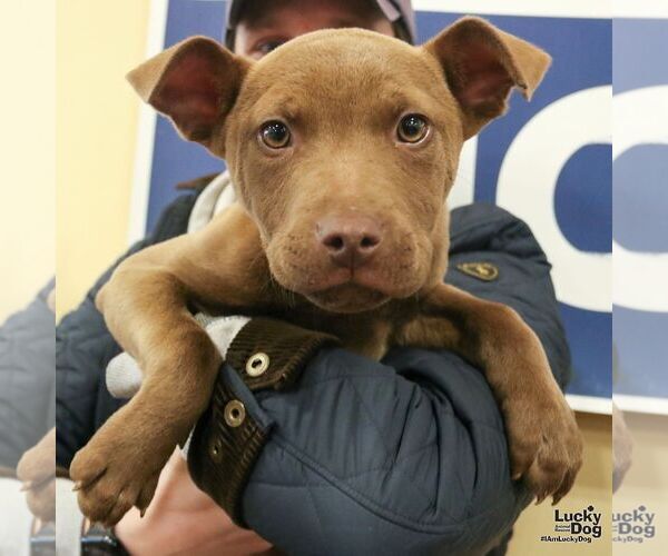 Medium Photo #7 Labrador Retriever-Unknown Mix Puppy For Sale in Washington, DC, USA
