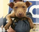 Small #6 Labrador Retriever Mix