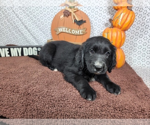 Medium Photo #3 Golden Mountain Dog Puppy For Sale in BLACK FOREST, CO, USA