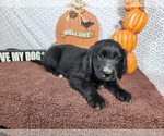 Small #2 Golden Mountain Dog