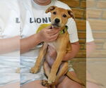 Small #3 Mutt
