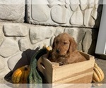 Puppy Puppy 1 English Cream Golden Retriever