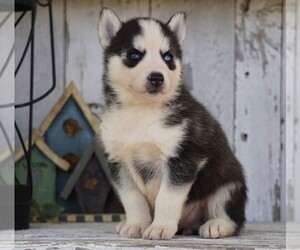 Siberian Husky Puppy for sale in FREDERICKSBG, OH, USA