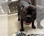 Small French Bulldog