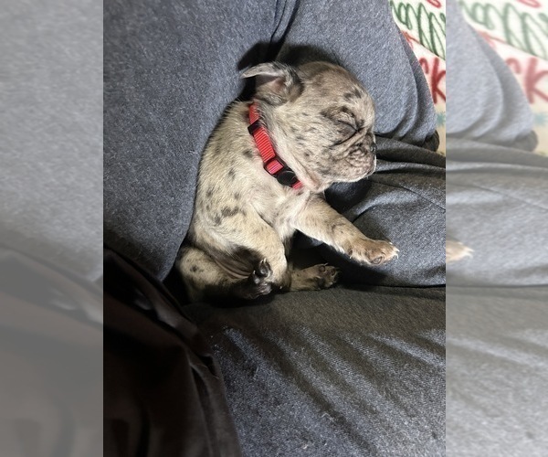 Medium Photo #10 Pug Puppy For Sale in BLOOMINGTON, IL, USA