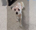 Small #3 Poodle (Miniature)