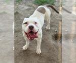 Small #1 American Pit Bull Terrier