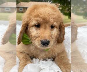 Goldendoodle Puppy for sale in KISSIMMEE, FL, USA