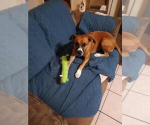 Boxer-Unknown Mix Dogs for adoption in Austin, TX, USA