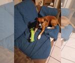 Small Boxer Mix