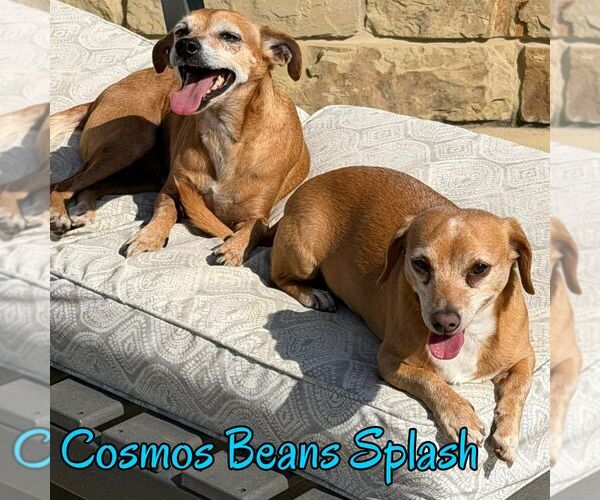 Medium Photo #8 Chiweenie Puppy For Sale in San Antonio, TX, USA