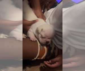Frenchie Pug Puppy for sale in CHULA VISTA, CA, USA