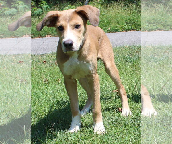 Medium Photo #3 Retriever -Unknown Mix Puppy For Sale in Prattville, AL, USA