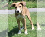Small #2 Retriever  Mix
