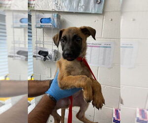 German Shepherd Dog Dogs for adoption in San Bernardino, CA, USA