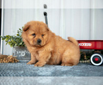 Small Photo #9 Chow Chow Puppy For Sale in WOLCOTTVILLE, IN, USA