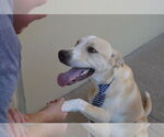 Small #1 Labrador Retriever Mix