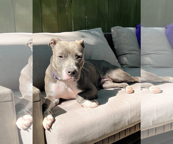 Medium Photo #3 Mutt Puppy For Sale in Rockville, MD, USA