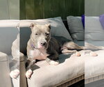 Small #2 Mutt