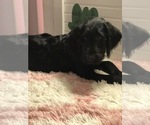 Small Photo #23 Labradoodle Puppy For Sale in ROBERTA, GA, USA