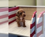 Small Photo #3 Dachshund Puppy For Sale in NEW PORT RICHEY, FL, USA