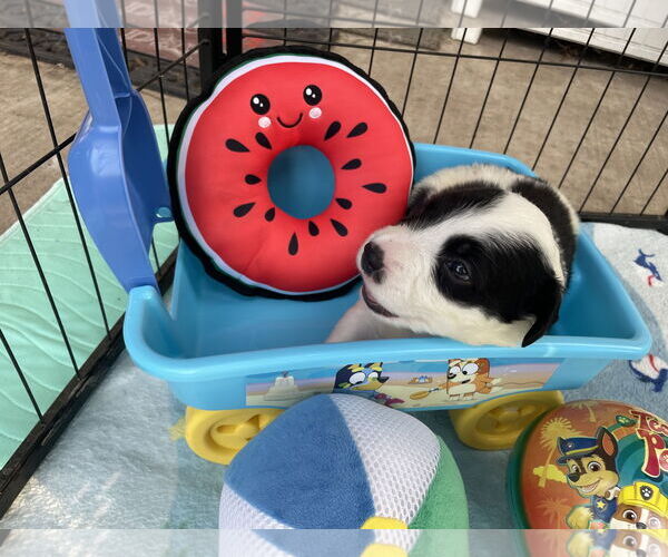 Medium Photo #6 Great Pyrenees Puppy For Sale in Spring, TX, USA