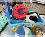 Small #5 Great Pyrenees