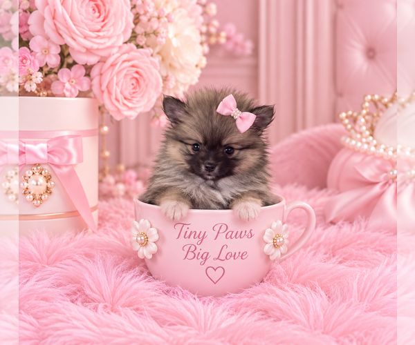 Medium Photo #14 Pomeranian Puppy For Sale in FORT LAUDERDALE, FL, USA