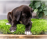 Small #19 Great Dane