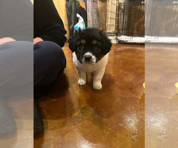 Medium Photo #3 Border Collie-Unknown Mix Puppy For Sale in New York, NY, USA