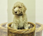 Small Photo #1 Double Doodle Puppy For Sale in SEBASTIAN, FL, USA