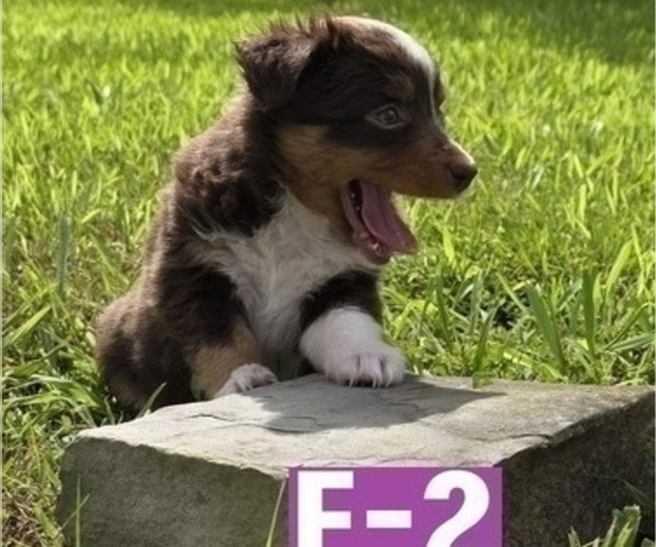 Medium Photo #8 Miniature Australian Shepherd Puppy For Sale in EVERTON, MO, USA