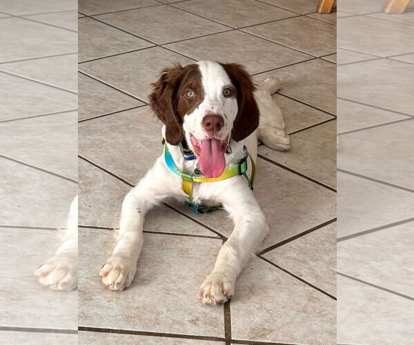 Medium Photo #2 Brittany Puppy For Sale in Curwensville, PA, USA