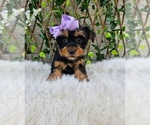 Violet - Female Yorkshire Terrier Puppy for Sale - Photo #5