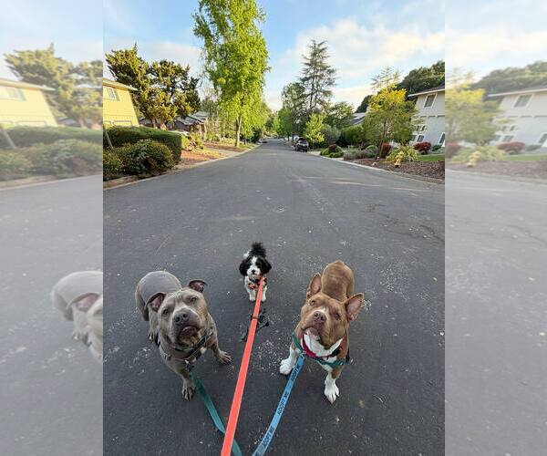 Medium Photo #6 American Staffordshire Terrier-Unknown Mix Puppy For Sale in San Jose, CA, USA