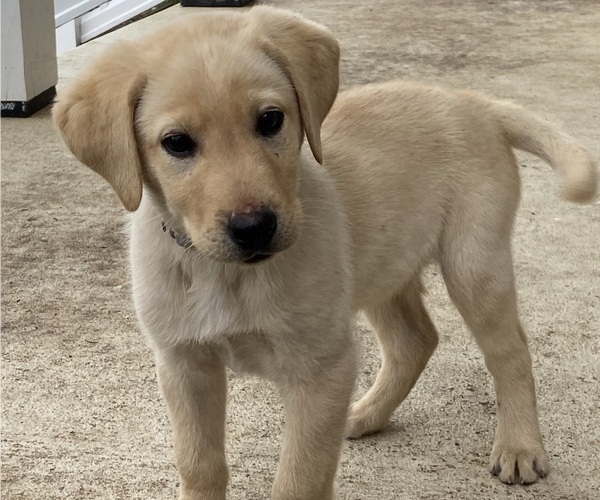 Medium Photo #1 Labrador Retriever Puppy For Sale in FRONT ROYAL, VA, USA