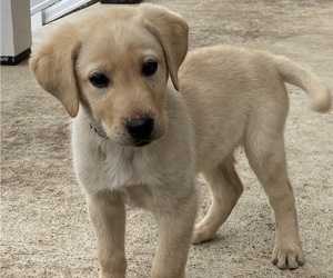 Labrador Retriever Puppy for sale in FRONT ROYAL, VA, USA