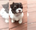 Small #3 Havanese