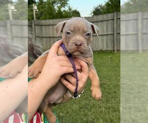 American Bully Puppy for Sale in PICKENS, South Carolina USA